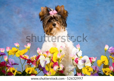 Pretty Biewer puppy sitting behind hedge of pansies, on blue mottled background
