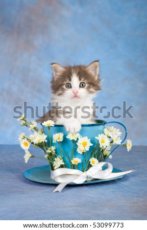 Cute Norwegian Forest Cat kitten sitting inside large cup with white daisies flowers on blue background