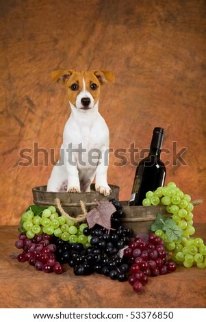 Cute Jack Russell puppy with grapes, wine and wooden vat on brown background