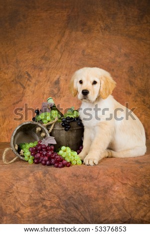 Cute Golden Retriever puppy with grapes, wine and wooden vat on brown background