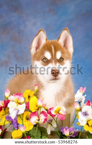 Siberian Husky puppy behind hedge of flowers on blue mottled background