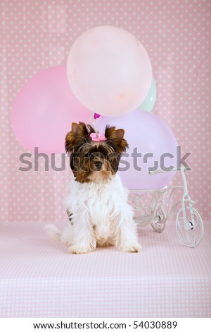 Cute Biewer puppy with mini bicycle and balloons on pink background