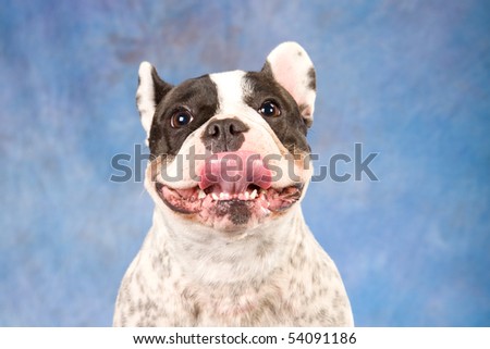 Silly French Bulldog
