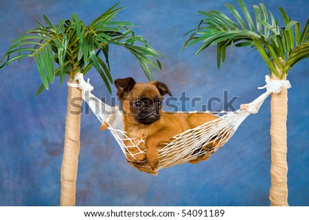 Pretty Griffon puppy in miniature palm hammock on blue background