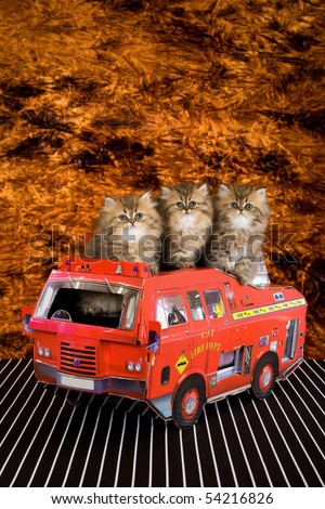 3 Golden Chinchilla Persian kittens in toy fire truck, with flame background