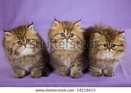 3 Cute Golden Chinchilla Persian kitten on purple background