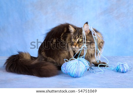 Maine Coon playing with balls of knitting wool yarn