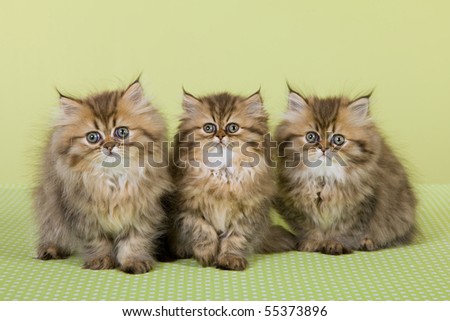 3 Golden Chinchilla Persian kittens on green background