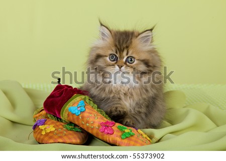 Cute Golden Chinchilla Persian kitten with colorful slippers on green background