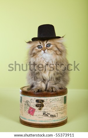 Cute Golden Chinchilla Persian kitten wearing top hat on mini hat box on green background