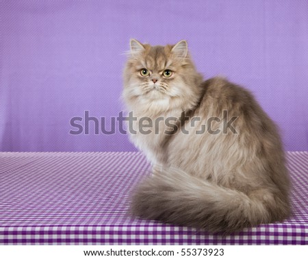 Blue Golden Chinchilla kitten on purple background