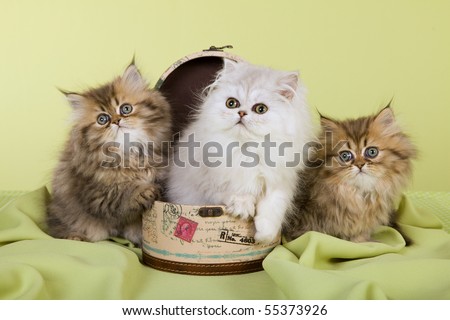 3 Cute Chinchilla Persian kittens in mini hat box on green background