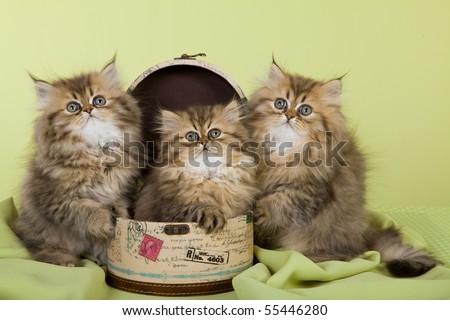 3 Cute Golden Chinchilla Persian kittens with mini hat box on green background