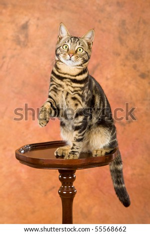 Bengal lookalike kitten on wooden table