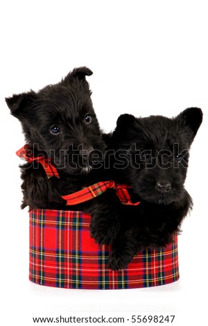 Scottish Terrier Puppies on Stock Photo   2 Cute Scottish Terrier Puppies Sitting Inside Tartan