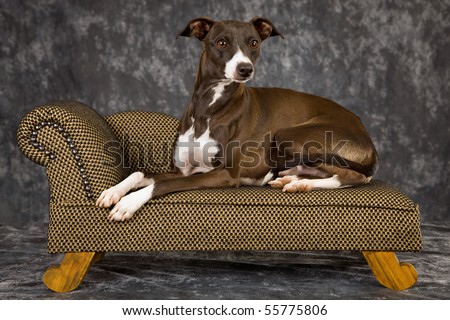 Italian+greyhound+puppies+florida
