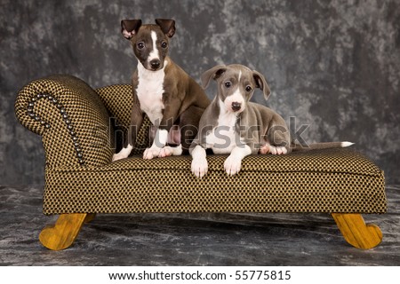 Italian Greyhound Puppies on Italian Greyhound Puppies Lying On Miniature Couch Sofa Chaise Stock
