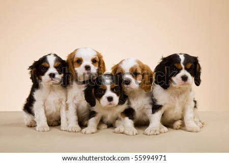 Cavalier King Charles Spaniel Puppies. of Cavalier King Charles