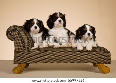 3 Tricolour Cavalier King Charles Spaniel puppies on mini sofa chaise