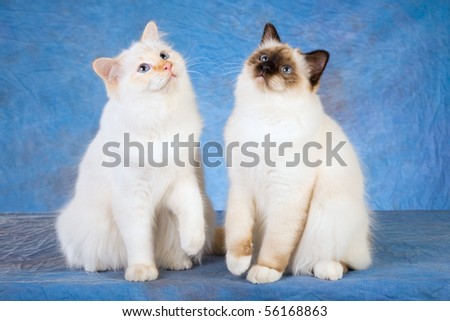 and red point Birman cats