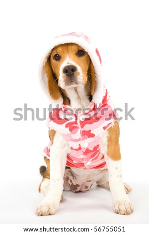 pink beagle