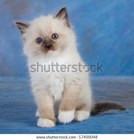 Blue Ragdoll Kittens
