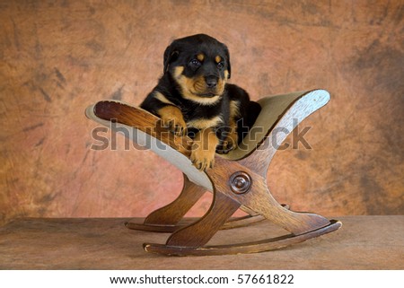 Cute Rottweiler puppy on foot stool, on mottled brown background