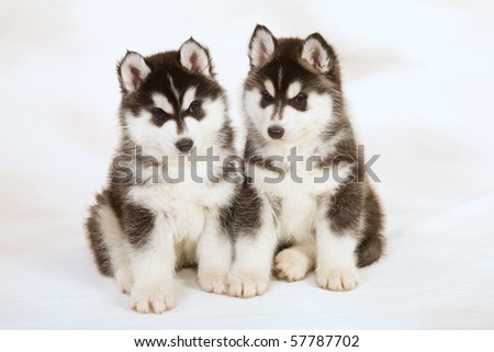 cute husky puppies wallpaper. stock photo : 2 Cute Husky