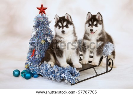 Wiggi's mountain-side huskies - copemish dog sledding - pure