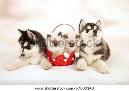 malamute husky puppies