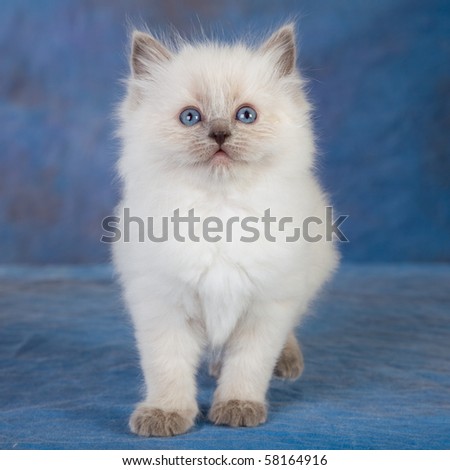 Blue Point Ragdoll