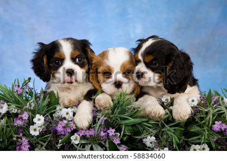 stock photo : 3 Cavalier King Charles Spaniel puppies with flowers and blue stock photo : 3 Cavalier King Charles Spaniel puppies with flowers and blue