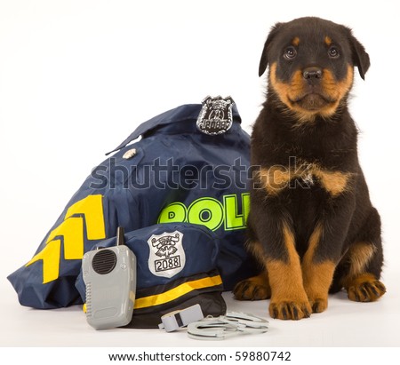 cute rottweiler