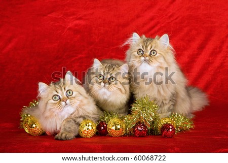 3 Golden Chinchilla Persian kittens on red with Christmas decorations