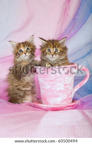 2 Cute Maine Coon kittens in pink cup on blue pink background