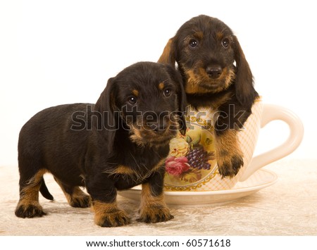 Dachshund Puppies on Cute Wire Haired Dachshund Puppies In Large Cup Stock Photo 60571618
