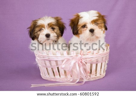 2 Lhasa Apso puppies sitting in pink basket