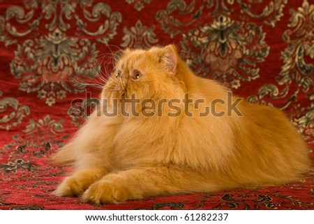 Show Champion red Persian