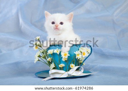 Cream Ragdoll kitten sitting inside large blue cup with white daisie flowers on blue background
