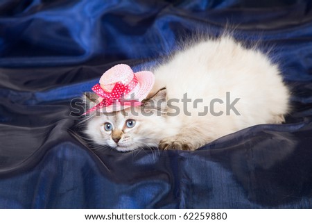 Cute Ragdoll kitten with pink hat
