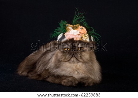 Persian cat wearing fancy hat - stock photo
