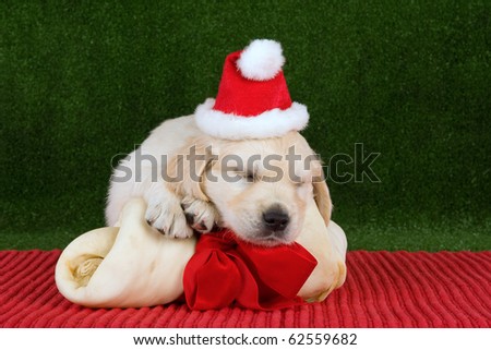 Golden Retriever puppy with Santa hat and huge bone with red bow