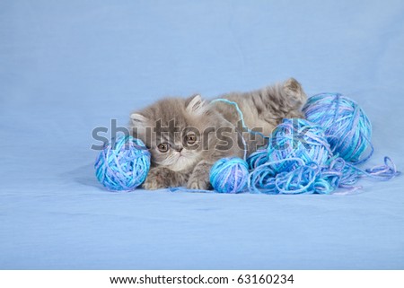 Cute Persian kitten playing with knitting yarn wool
