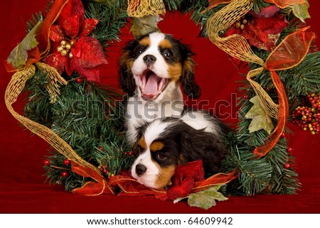 Singing laughing Cavalier puppies in Christmas wreath
