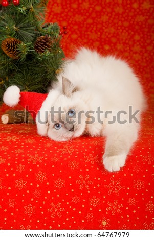 Ragdoll kitten with Santa hat and Christmas tree