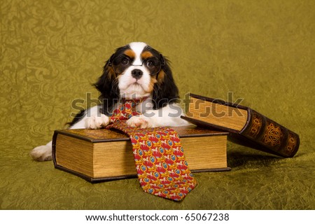 Cute puppy with glasses, neck tie and old books