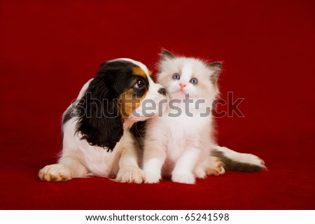 Cute Puppies And Kittens Together Wallpaper. stock photo : Puppy and kitten