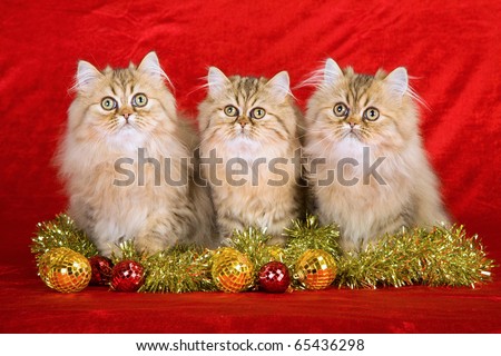 Golden Chinchilla Persian kittens with gold Christmas decorations