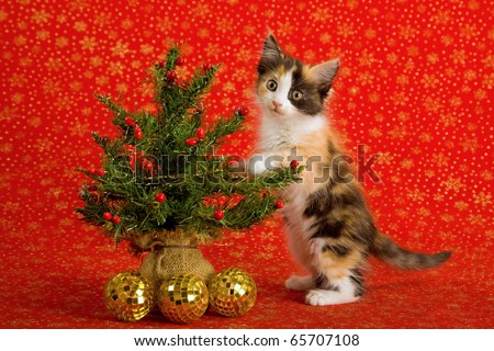 Cute kitten standing up against Christmas tree