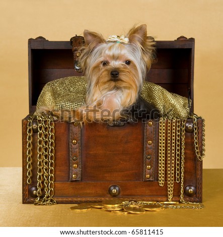 Yorkie puppy in old wooden chest box
